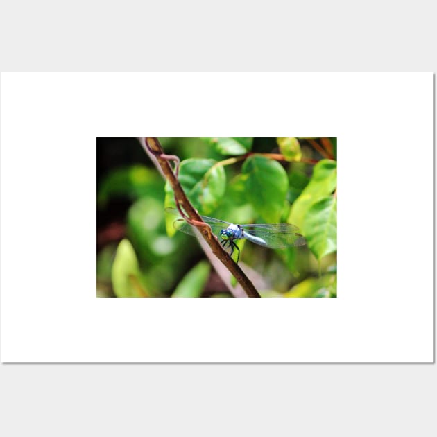 Eastern Pondhawk Wall Art by Cynthia48